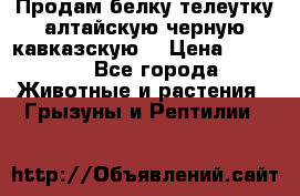Продам белку телеутку алтайскую,черную кавказскую. › Цена ­ 5 000 - Все города Животные и растения » Грызуны и Рептилии   